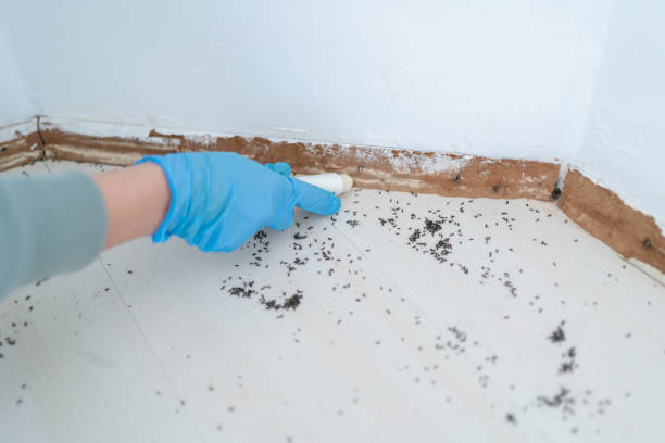 Best Pest Control Near Me in Smithfield, NC